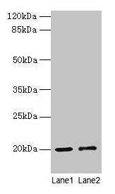 COX4I1 Antibody