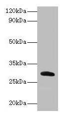 Cela2a Antibody
