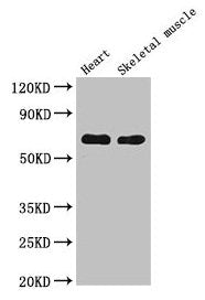 CES1 Antibody