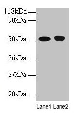 ODC1 Antibody