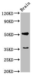 Chrm1 Antibody