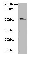 Chrna1 Antibody