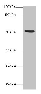 CHRNA1 Antibody