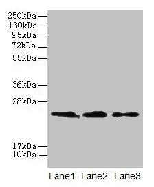 CLDN20 Antibody