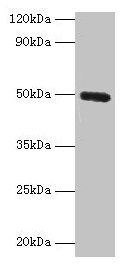 CLEC18A Antibody