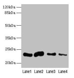 CLEC3A Antibody