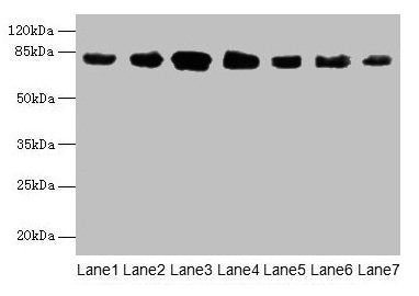 CLGN Antibody