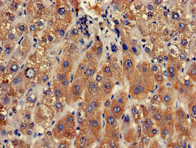 CLRN2 Antibody