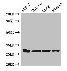 CMA1 Antibody