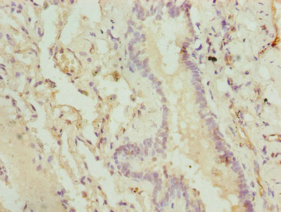 CMC1 Antibody