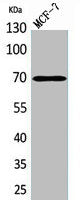 HSPA1A Antibody