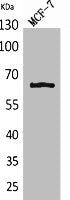 RELA Antibody