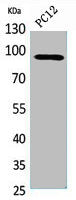 KAT2B Antibody
