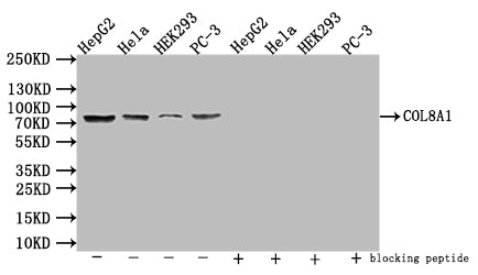 COL8A1 Antibody