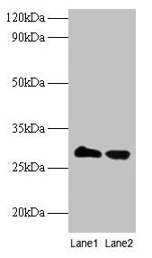TPMT Antibody