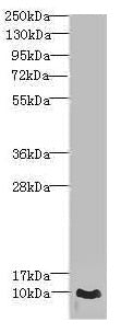 CRIP1 Antibody