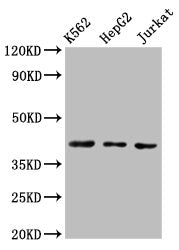 CXCR3 Antibody