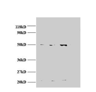 AP2M1 Antibody