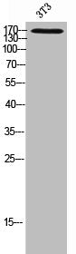 MRC1 Antibody
