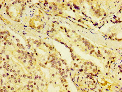 DCD Antibody