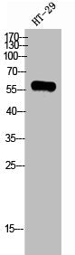 GPR75 Antibody
