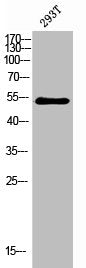 Phospho-CHEK1 (S280) Antibody