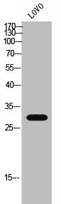 GPR146 Antibody