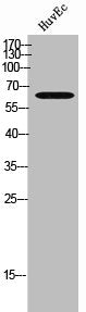 MIA2 Antibody