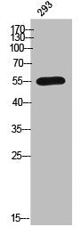 CYP2C8 Antibody