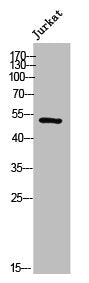 DOK1 Antibody