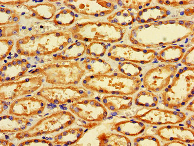 FIS1 Antibody