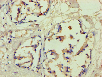 FLG Antibody