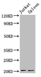 H1F0 (Ab-107) Antibody