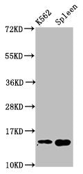 H2AFZ (Ab-4) Antibody