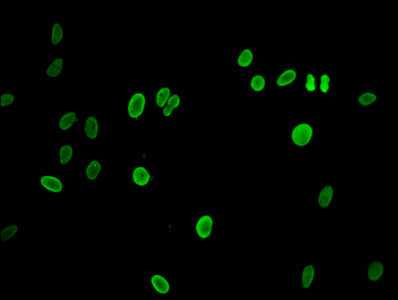 H2AFZ (Ab-7) Antibody