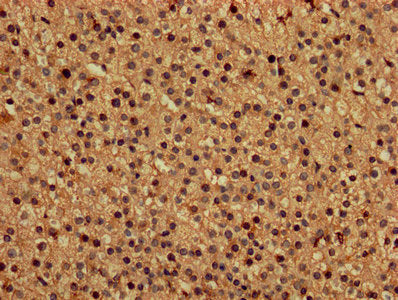 DAP Antibody