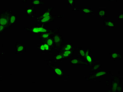 HIST1H1C (Ab-105) Antibody