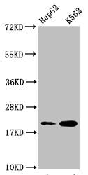 HIST1H1C (Ab-167) Antibody