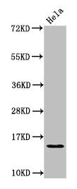 HIST1H2AG (Ab-36) Antibody
