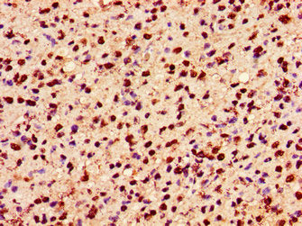HIST1H2AG (Ab-36) Antibody