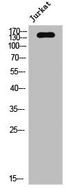 PTPRC Antibody