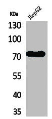 LY9 Antibody