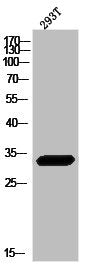 HNRNPC Antibody