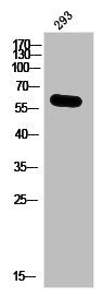 Phospho-IRF3 (S385) Antibody