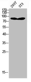 AR Antibody