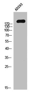 Phospho-ITGB4 (Y1510) Antibody