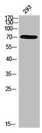 Phospho-ITK (Y512) Antibody
