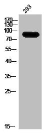 Phospho-EIF4B (S422) Antibody