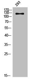Phospho-JAK2 (Y570) Antibody