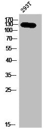 JAK3 Antibody